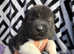 Beautiful KC Registered American Akita Puppies