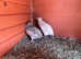 Coturnix quail pair