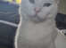 I am looking for a new home for my cat.