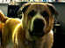 Saint Bernard Cross.