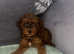 Beautiful Cavapoo Puppies