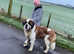 5 year old st bernard male