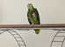 Amazon parrot
