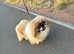 Parti colour Pekingese girl