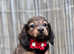 Long hair miniature dachshunds for sale