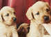 Beautiful labradoodle puppies