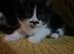Gorgeous family raised kittens ready this week