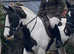14.3 Cob Piebald Gelding, 14 years old
