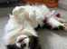 Pedigree Blue Tricolour Border Collie