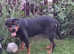 Rottweiler puppies ready 24 may