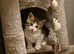 Kitten for sale!