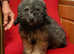 Poochon puppies boys & one girl all colours for sale