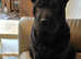 1 year old Shar pei for sale