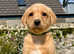 Stunning KC reg Labradors