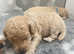 Toy/miniature parti Labradoodle F1BB