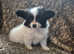 Papillion puppies