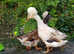 3 Very Rare Crested Appleyard Pekin Duck Trio for Sale £200 ono