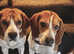 2 year old beagle *please read ad"