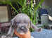 Stunning Cane Corso Puppies (champion bloodline)