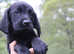 Springador Labrador x springer