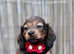 Longhair miniature dachshunds