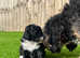 Gorgeous toy poodle cross puppies