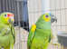 Stunning baby Amazon parrot
