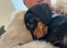 Little man miniature dachshound