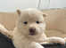 Japanese Shiba Inu puppies