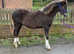 Registered welsh sec c colt