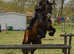 Attractive 16.1/2hh 6 year old Irish sport horse gelding