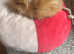 A litter of lion lops and 1 Himalayan lion head