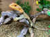 Adult Female Re-Home Bearded Dragon at Birmingham Reptiles