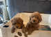 Ready now Maltipoo pups f2's
