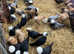 Polish pullets
