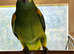 Beautiful blue fronted Amazon Parrot