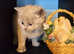British shorthair kittens for sale
