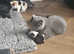 British short hair x mainecoon kittens