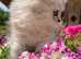 chinchilla Persian girl !!!