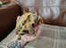 Horsefield tortoise and enclosure