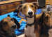 Male lurcher x cocker spaniel for rehoming