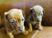 Five stunning pups