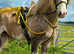 Gypsy cob