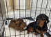 Dachshund puppies