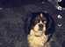 King Charles and a King Charles crossed by a pug