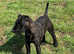 Black Lakeland 7 month old pup