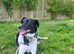 Rescued mixed, 2y &1/2, fem, loving