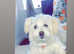 Bichon girl