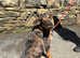 Rottweiler Merle Cross Breed Female