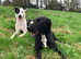 Only 2 left 7 week old collie lurcher cross Springer cross lurcher